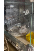 PURITY - りんの女の子ブログ画像