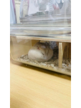 PURITY - りんの女の子ブログ画像