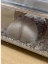 PURITY - りんの女の子ブログ画像