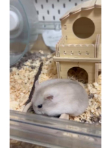 PURITY - りんの女の子ブログ画像