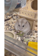 PURITY - りんの女の子ブログ画像