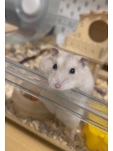 PURITY - りんの女の子ブログ画像