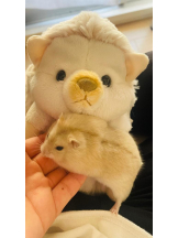 PURITY - りんの女の子ブログ画像