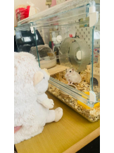 PURITY - りんの女の子ブログ画像