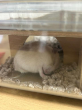 PURITY - りんの女の子ブログ画像