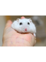 PURITY - りんの女の子ブログ画像