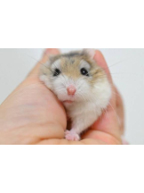 PURITY - りんの女の子ブログ画像