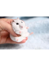 PURITY - りんの女の子ブログ画像