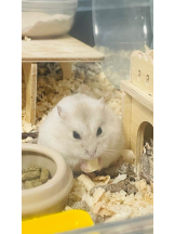 PURITY - りんの女の子ブログ画像