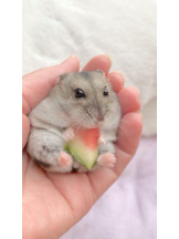 PURITY - りんの女の子ブログ画像