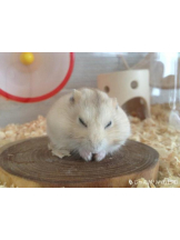 PURITY - りんの女の子ブログ画像