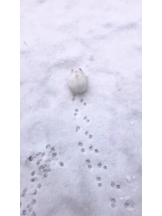 PURITY - りんの女の子ブログ画像