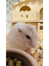 PURITY - りんの女の子ブログ画像