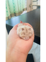 PURITY - りんの女の子ブログ画像