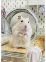 PURITY - りんの女の子ブログ画像