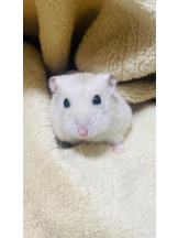 PURITY - りんの女の子ブログ画像