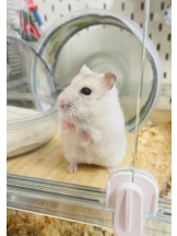 PURITY - りんの女の子ブログ画像