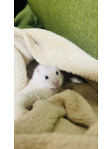 PURITY - りんの女の子ブログ画像