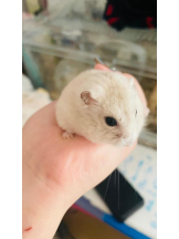 PURITY - りんの女の子ブログ画像