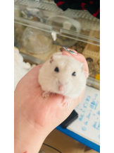 PURITY - りんの女の子ブログ画像