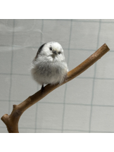 Club Queen - ツキの女の子ブログ画像