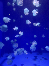 Club Queen - ツキの女の子ブログ画像