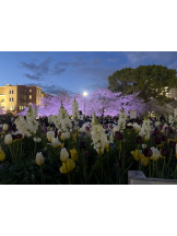 Club Queen - せりかの女の子ブログ画像