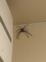 ABBU - いちかの女の子ブログ画像