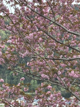 ABBU - いちかの女の子ブログ画像