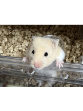 Club Queen - まこの女の子ブログ画像