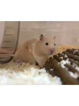 Club Queen - まこの女の子ブログ画像