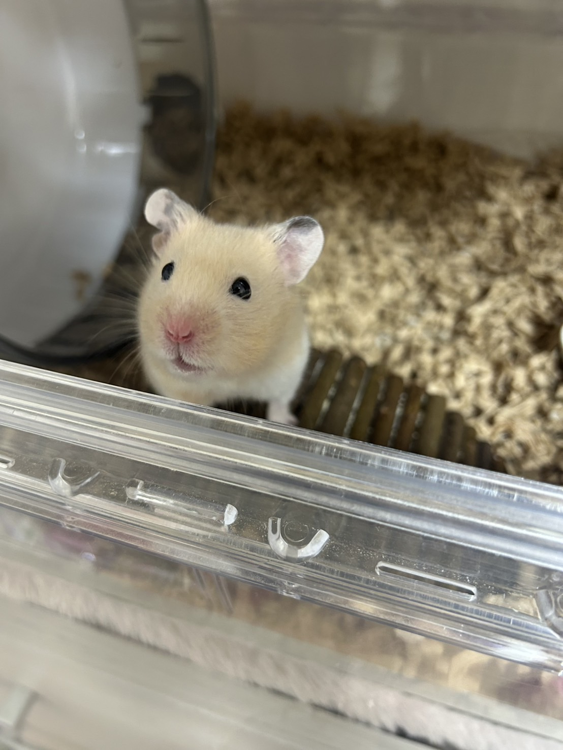 女の子ブログ添付画像1