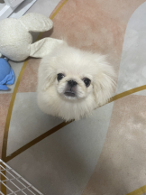 Club Queen - レオナの女の子ブログ画像