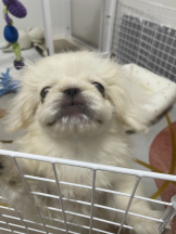 Club Queen - レオナの女の子ブログ画像