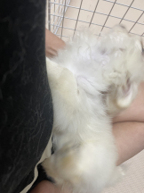 Club Queen - レオナの女の子ブログ画像