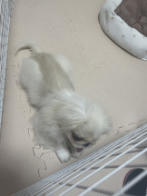 Club Queen - レオナの女の子ブログ画像