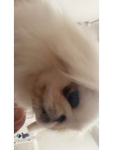 Club Queen - レオナの女の子ブログ画像