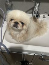 Club Queen - レオナの女の子ブログ画像