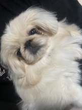 Club Queen - レオナの女の子ブログ画像