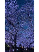 Club La Tour - 藤原 まほ(フジワラ マホ)の女の子ブログ画像