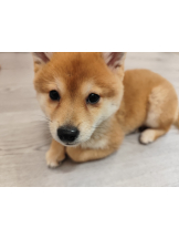 ABBU - りんごの女の子ブログ画像