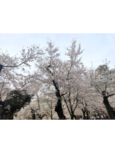 ABBU - りんごの女の子ブログ画像