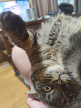 ABBU - りんごの女の子ブログ画像