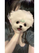 CLUB 白昼夢 - ひまりの女の子ブログ画像