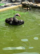 ABBU - かのんの女の子ブログ画像