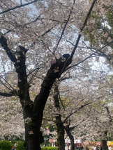 Club GOLD - まなの女の子ブログ画像