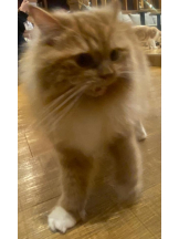 Club GOLD - まなの女の子ブログ画像