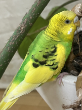 ABBU - すずの女の子ブログ画像