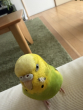 ABBU - すずの女の子ブログ画像
